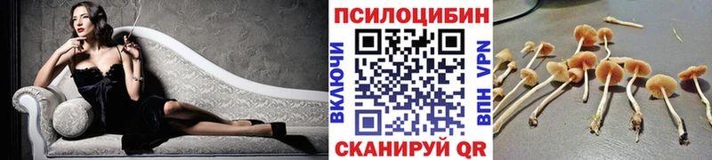Купить  Михайловск  Галлюциногенные грибы Cubensis 
